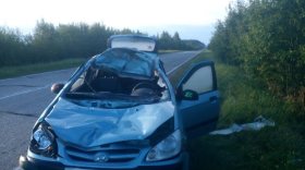 В Череповецком районе иномарка сбила лося: водитель в больнице