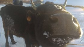 Корову, двух поросят, мясо и электроинструменты украли с фермы в Череповецком районе