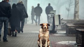 Догхантеры объявили о масштабной акции травли собак, в том числе и в Вологде