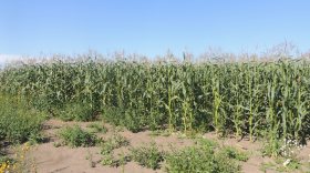 В Вологодской области планируют увеличить площадь кукурузных полей