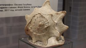 Выставка «Сокровища морских глубин. Моллюски» откроется в Вологодском музее-заповеднике