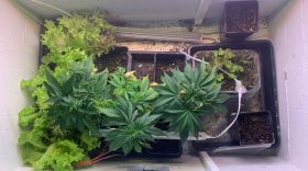 Вологжанин выращивал наркотические растения в гараже и подвале многоквартирного дома