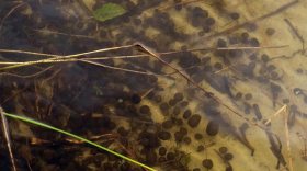 Необычный вид водорослей обнаружили на Бородаевском озере в Кирилловском районе