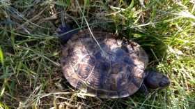 В Устье Кубенском черепаха, пропавшая прошлым летом, перезимовала на улице и вернулась к своим хозяевам