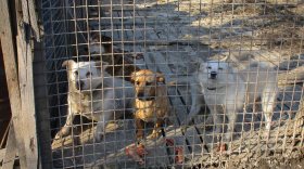 «Собаки визжали от боли и страха, закрытые в вольерах»: в Череповце в приюте для бездомных животных произошел пожар