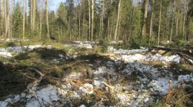 Житель Сокольского района отправится в колонию за незаконную рубку леса