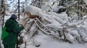 Житель Никольского района пилил деревья, чтобы собирать шишки