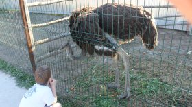 В Вологде в гостевом доме с мини-зоопарком неизвестные убили страусов и кроликов