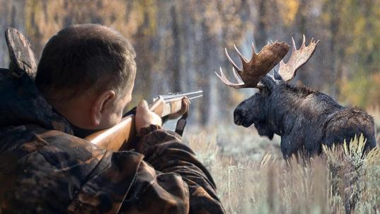 В Чагодощенском районе приговорили к условному сроку охотника, незаконно убившего лося