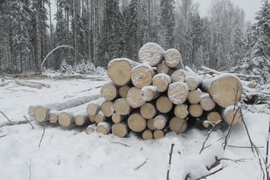 Ранее судимый житель Верховажского района незаконно вырубил лес на 430 тысяч рублей