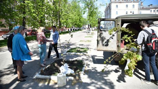 500 саженцев клена, вяза и дуба высадят в Вологде в этом году
