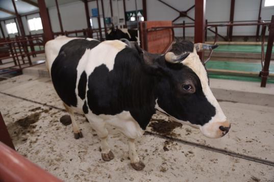 Семья из Верховажского района открыла молочную ферму на 200 голов