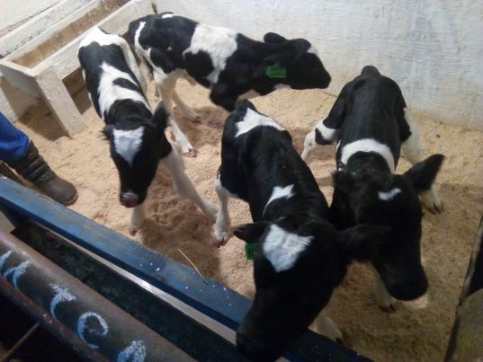 В Вологодской области у коровы впервые родилось сразу четверо телят