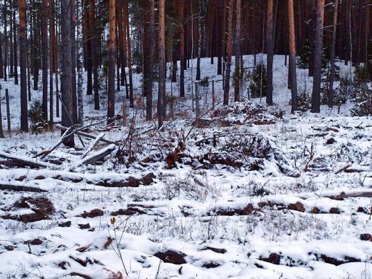 Жители Медуреченского района больше года не могли получить делянки для заготовки дров из-за сотрудников лесхоза