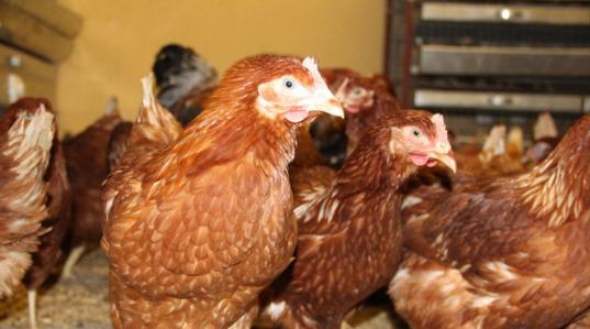 Суд обязал фирму из Марий Эл выплатить 1,7 млн рублей вологодской птицефабрике