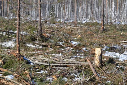Житель Вытегорского района незаконно вырубил леса на 2,5 млн рублей