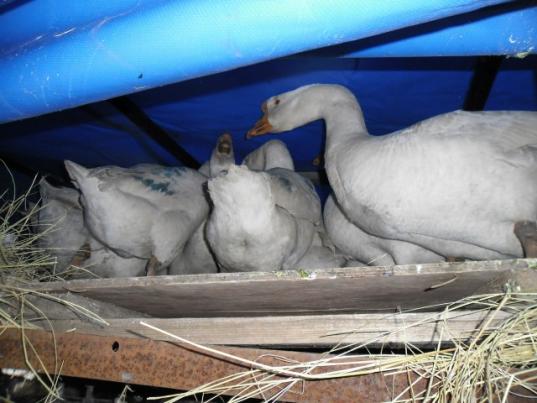 29 гусей без ветеринарных документов везут из Краснодарского края в Тотемский район