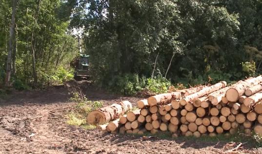 Суд обязал две фирмы выплатить 210 млн рублей за незаконно вырубленный в Череповецком районе лес