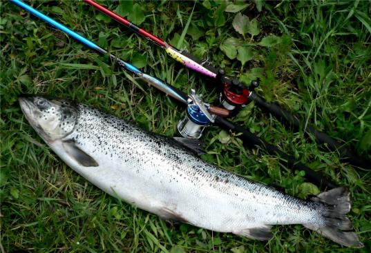 На Онежском озере задержали браконьера из Ленобласти, ловившего лосося в нерест