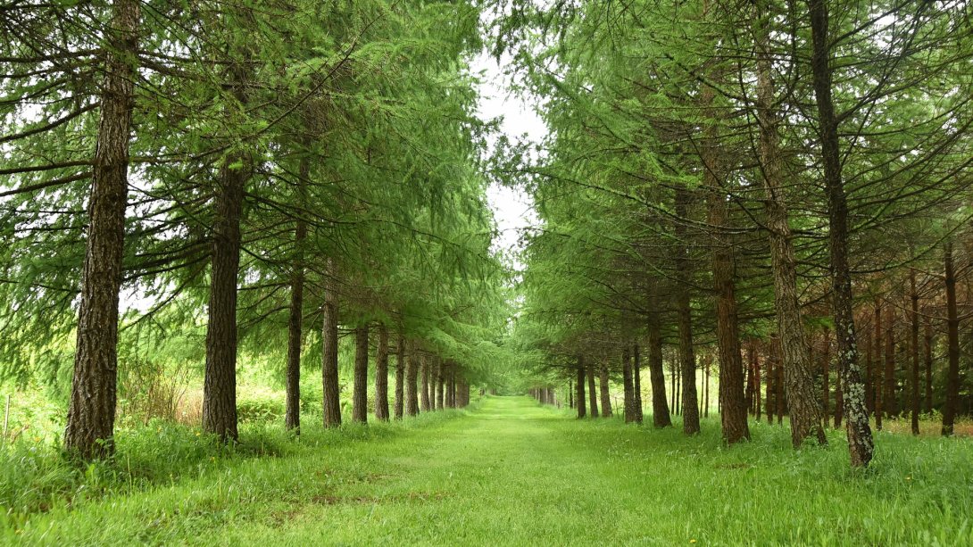 Питомник по выращиванию деревьев для озеленения Вологды планируют создать в дендрологическом саду ВГМХА 