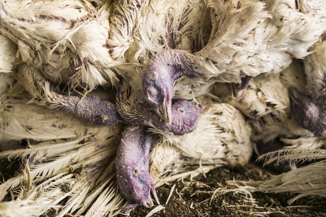 В Вологодской области на птицеводческом комплексе вспыхнул птичий грипп