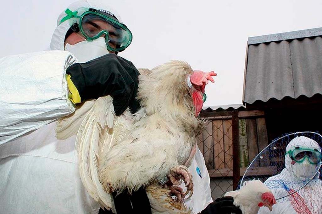 Птичий грипп в Вологодскую область могли занести дикие птицы