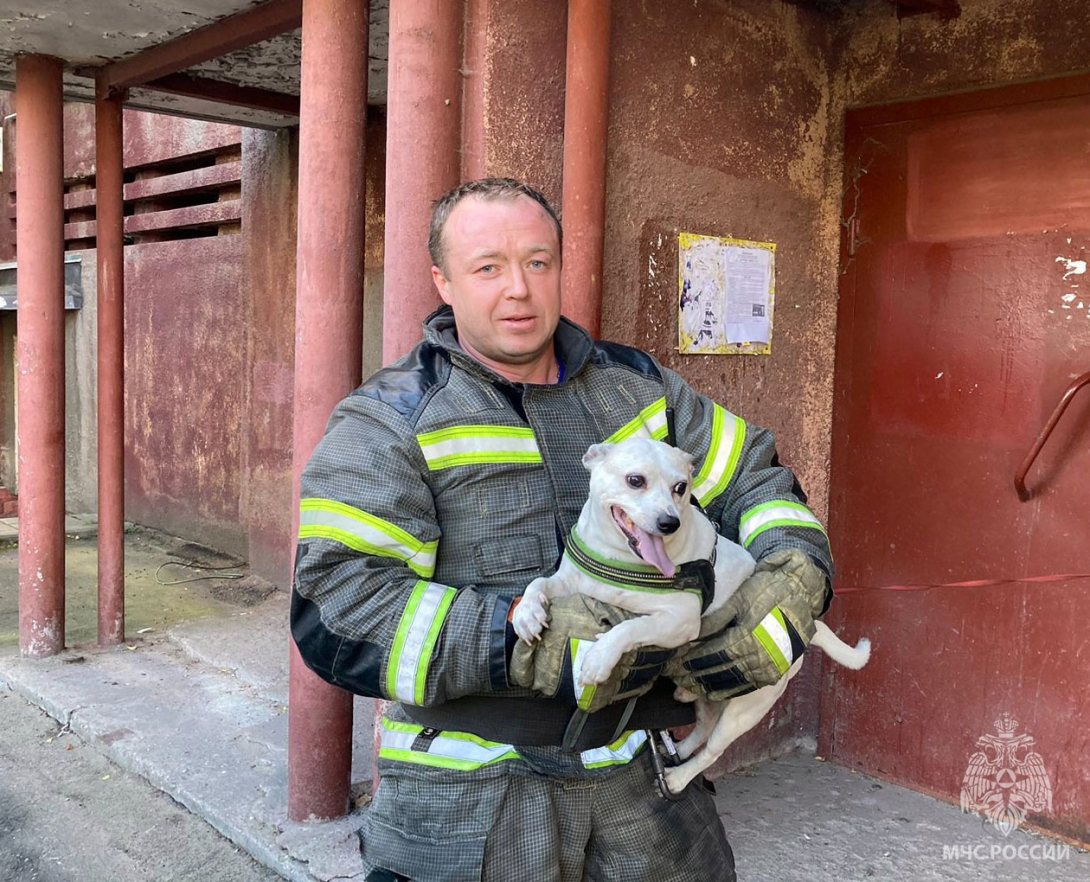 В Череповце пожарные спасли пса из загоревшейся квартиры