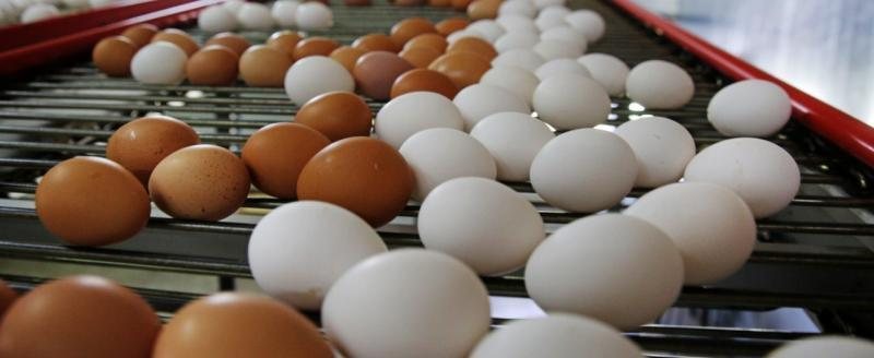 Яйца Малечкинской птицефабрики, где обнаружили птичий грипп, оказались в продаже