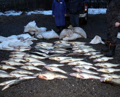 В Вологодской области госинспекторы незаконно ловили рыбу в заповедной зоне