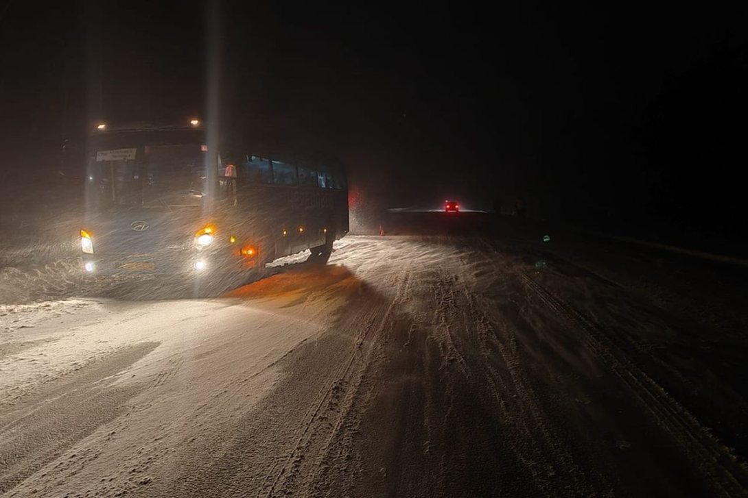Рейсовый автобус сбил лося в Череповецком районе