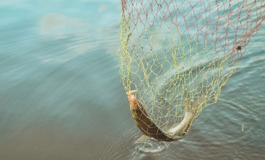 Белозерский браконьер получил реальный срок за ловлю рыбы сетями