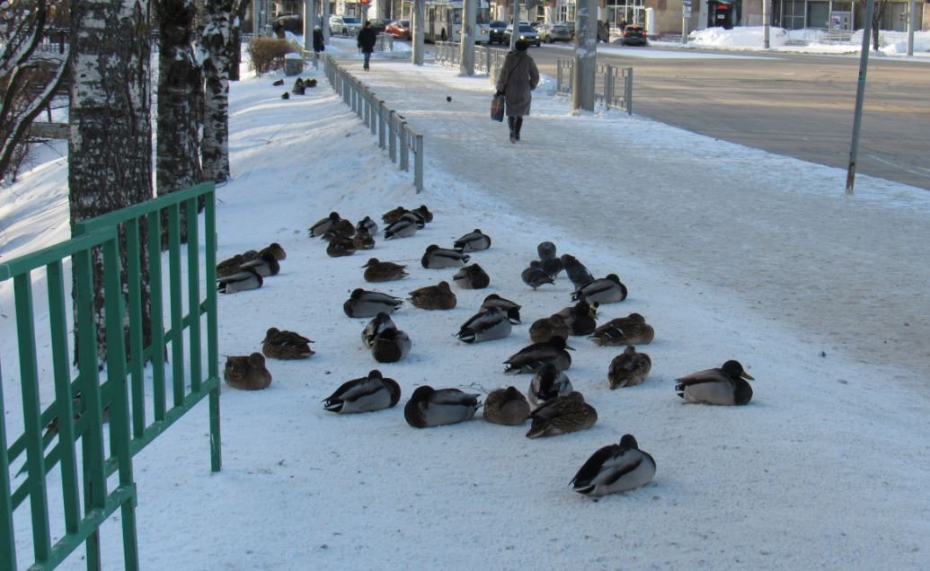 Количество зимующих уток сокращается в Вологде