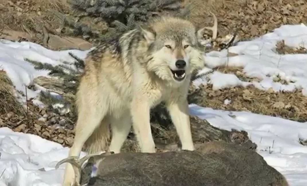 Вологодским охотникам в пять раз увеличат премию за добытого волка