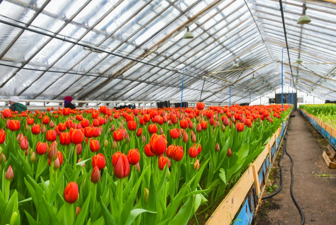 Россельхознадзор озаботился фитосанитарным состоянием тюльпанов в Вологде