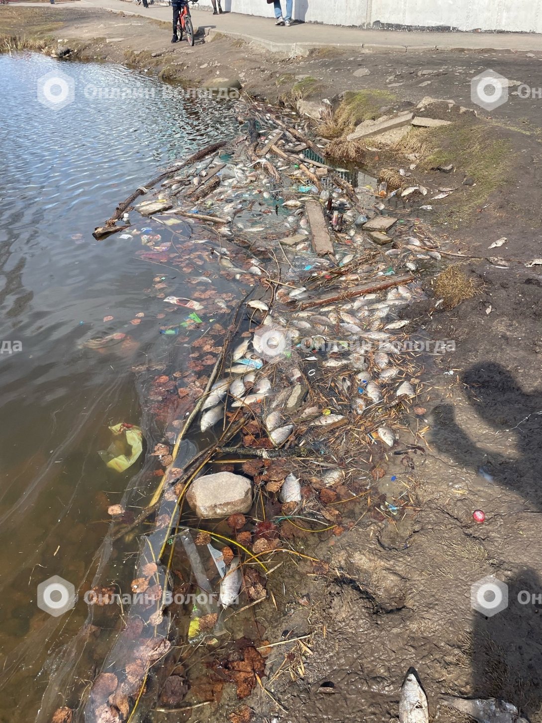 Из пруда в Ковыринском парке взяли пробу воды после гибели рыбы