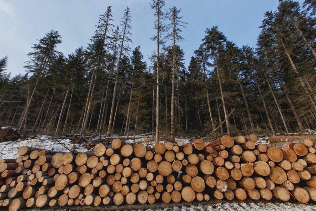 В Кичменгско-Городецком районе незаконно вырубили более 700 кубометров леса