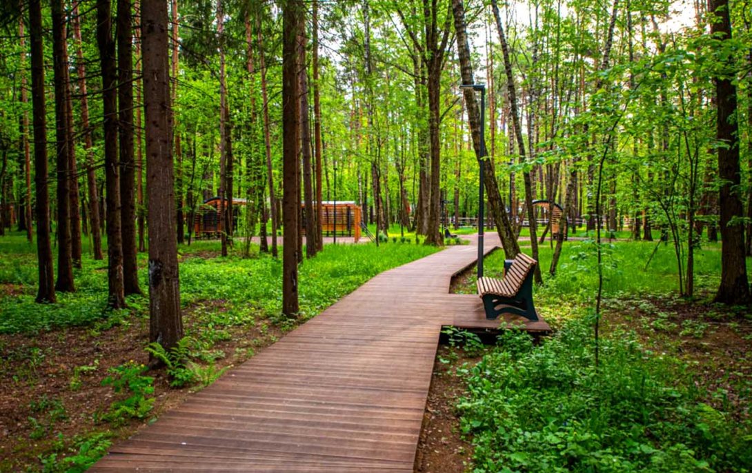 На Вологодчине создадут 16 парков в лесу