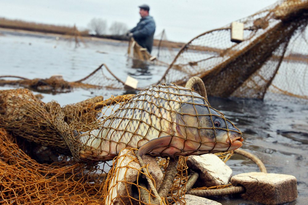 Вологодское предприятие подозревают в незаконном вылове 77,5 тонн рыбы