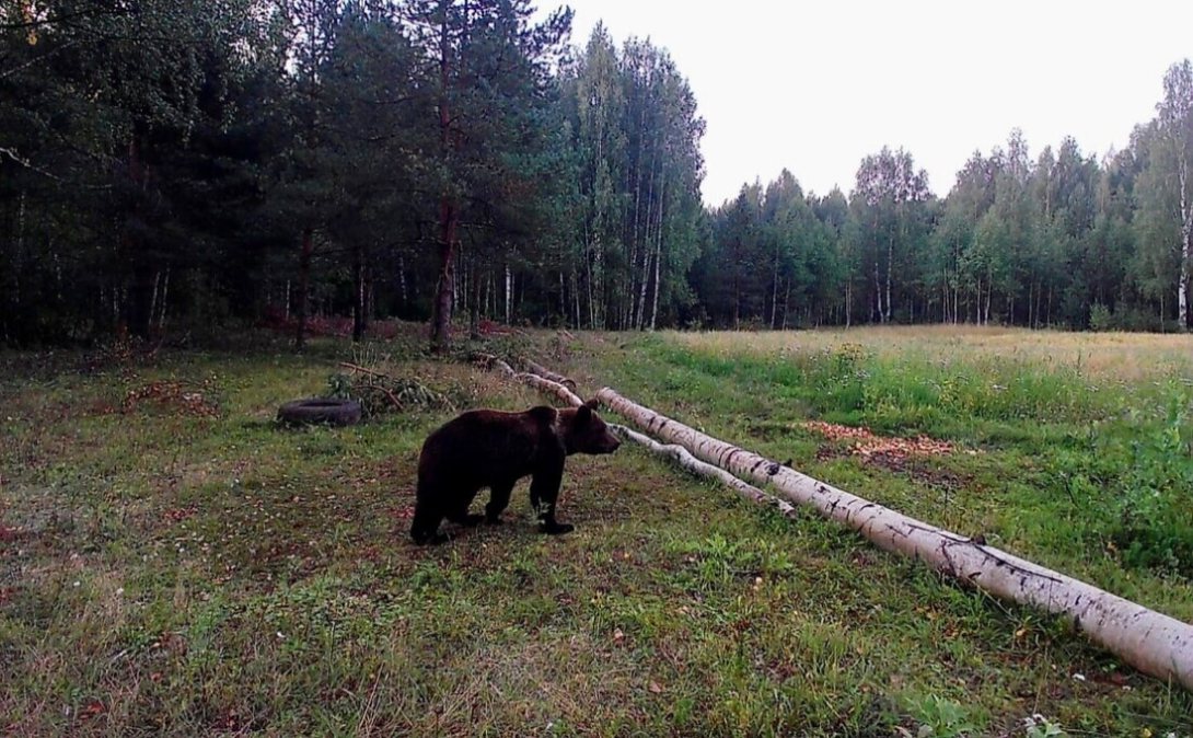 Возле вытегорской деревни бродит голодный медведь