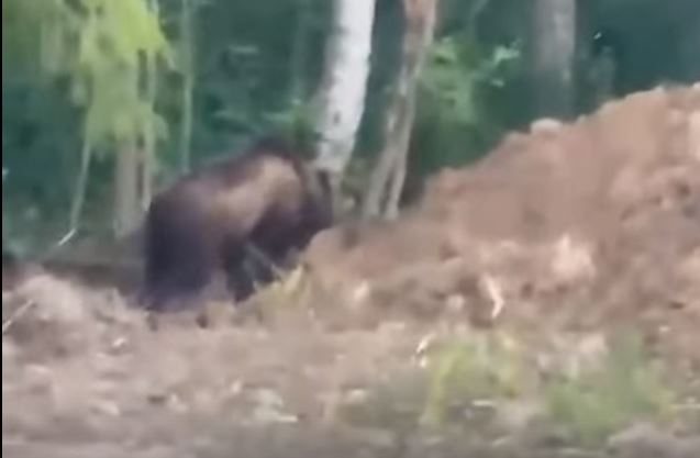 В лесу под Вологдой обнаружен медведь
