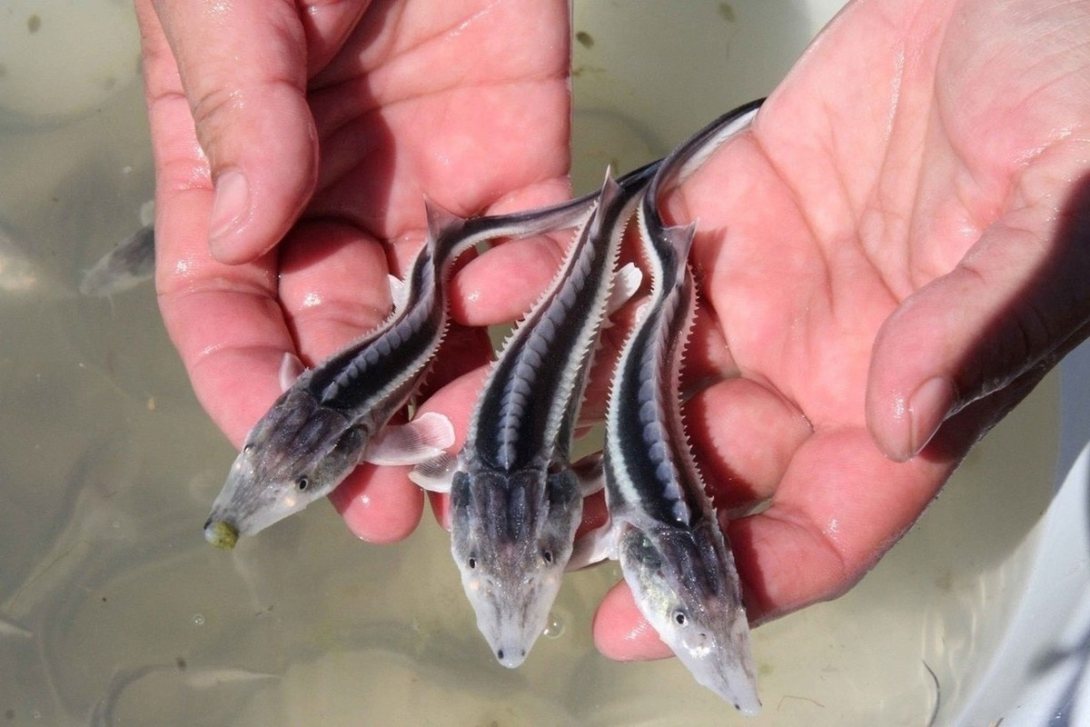 В Сухону выпустят 1,5 тысячи мальков царской рыбы