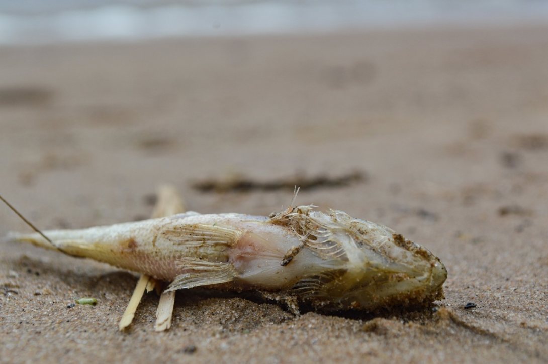 Мертвая рыба обнаружена в Рыбинском водохранилище
