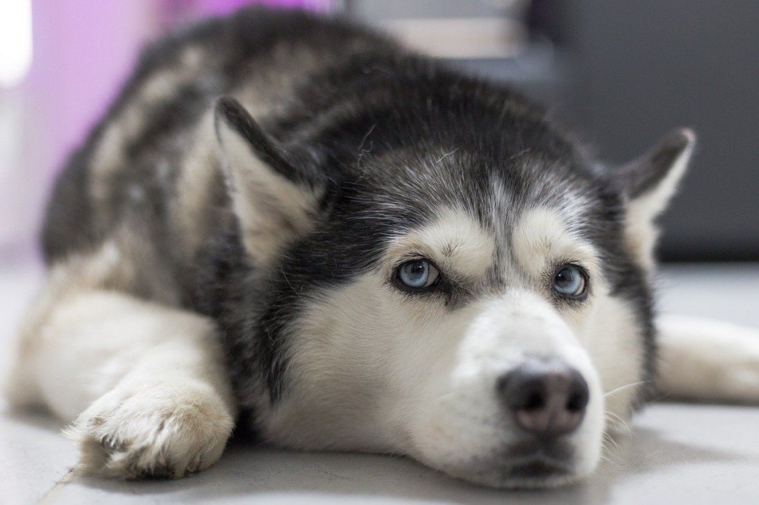 В Соколе собака породы хаски защитила хозяина от гибели своим телом