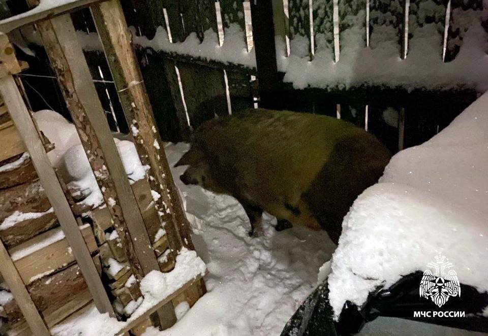 Трое пожарных вытащили свинью из горящего хлева