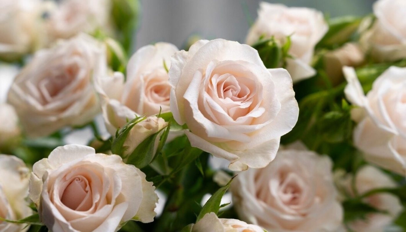 Розы простоят в вазе свежими не один день! Дайте цветам отдохнуть 30 минут — и они надолго задержатся в доме
