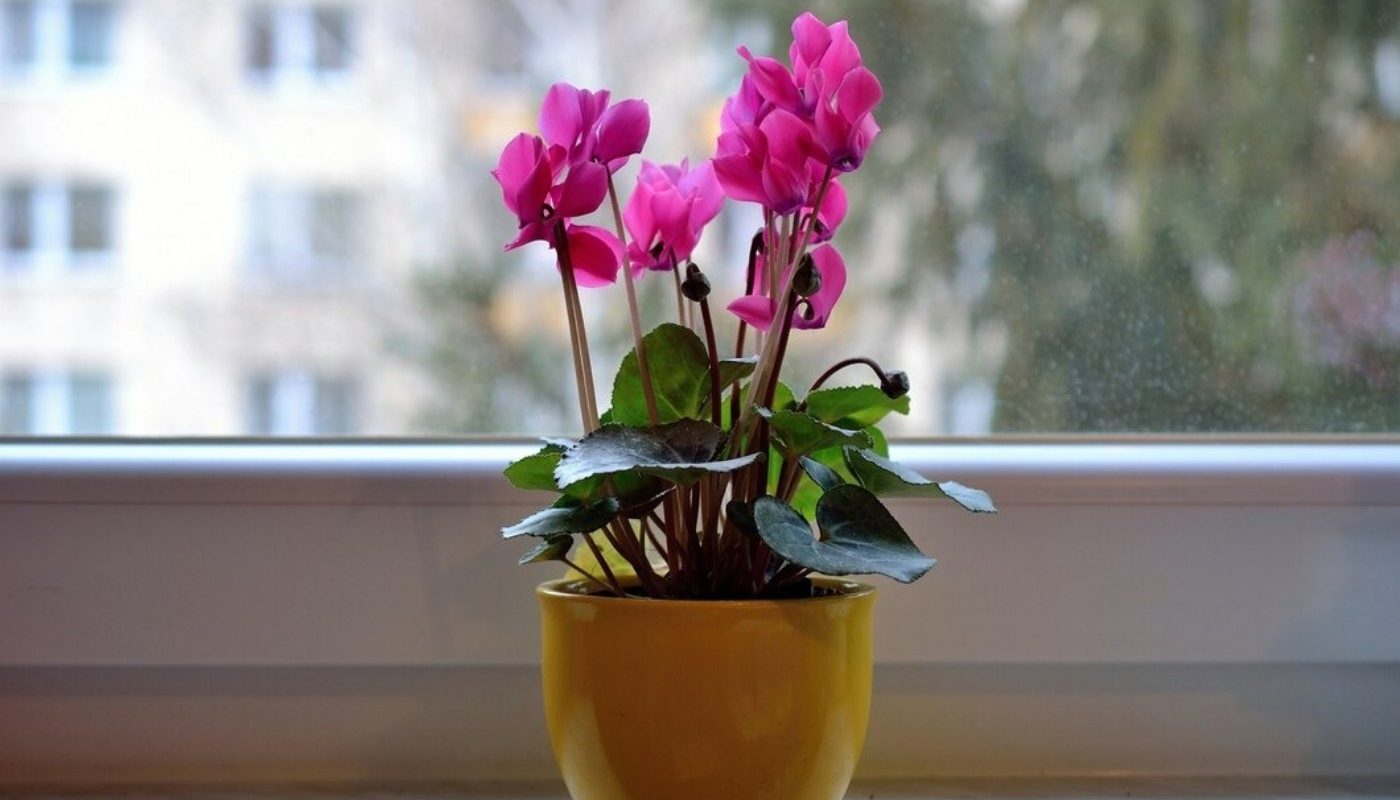 Фиалки и герани бешено бросились в рост! Купила для этого рыбок — и растения стали лучше выглядеть