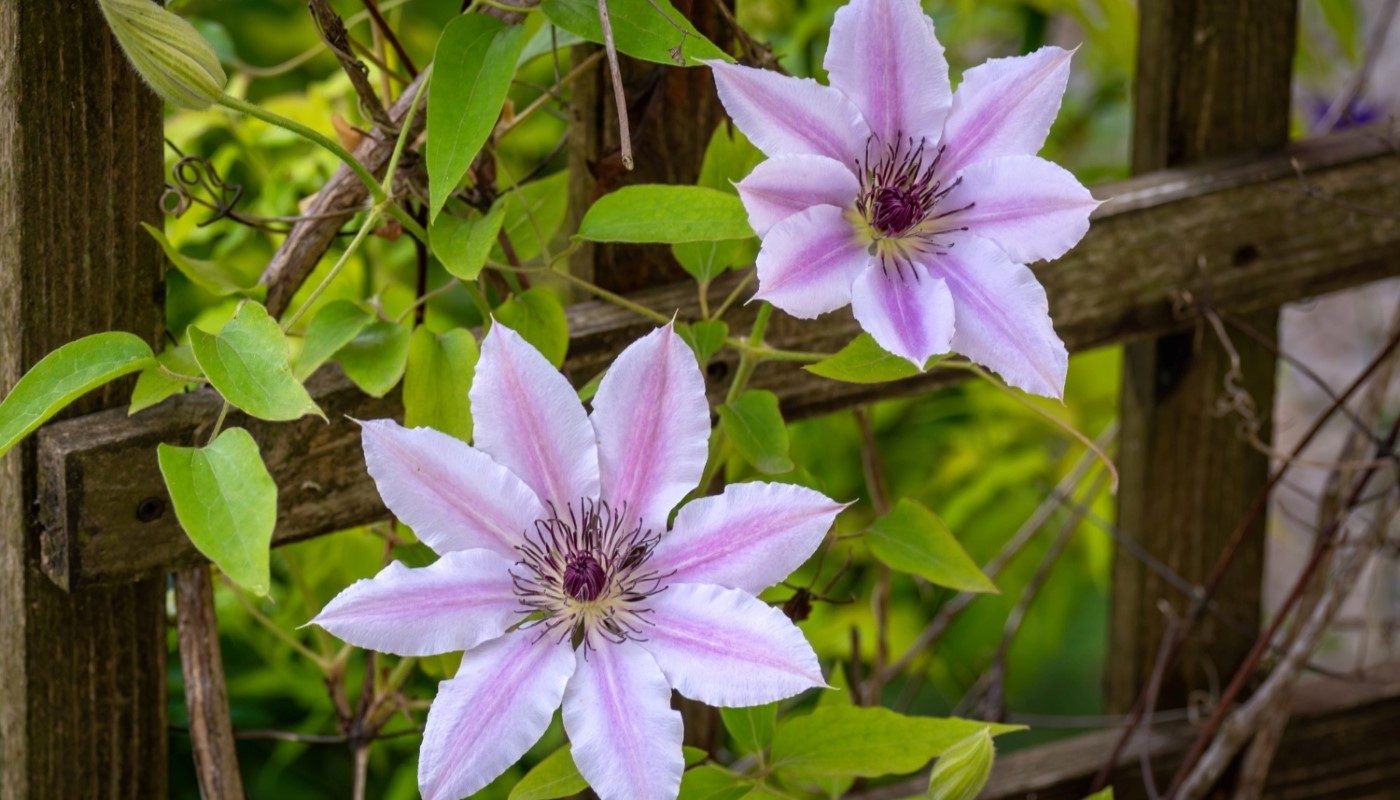 Клематисы разрастутся по всему участку: самые простые способы размножения растения