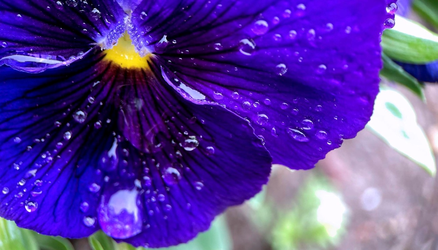 Герань для клумбы: растет даже в Сибири и не вымерзает в самые суровые морозы