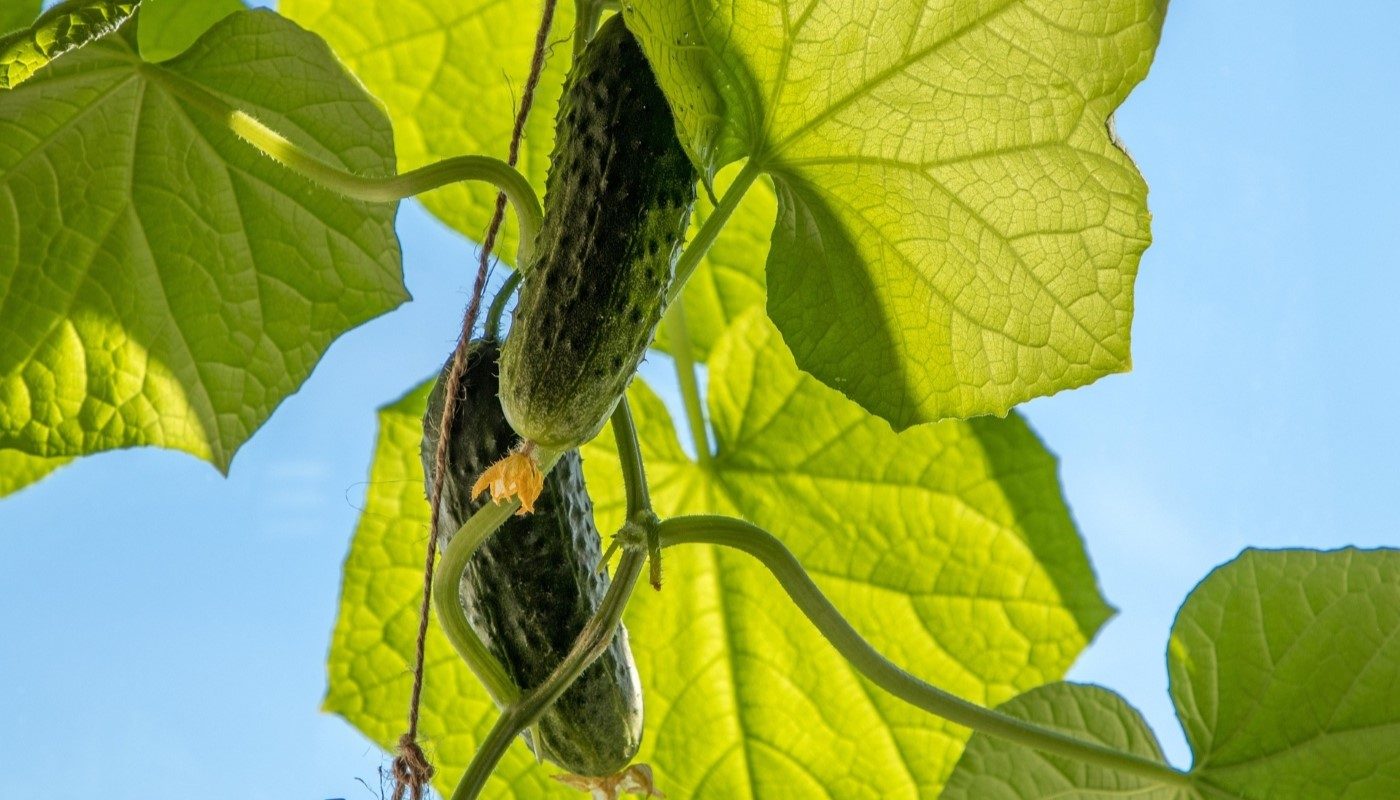 Огурцов будет столько, что банок под консервы не хватит: необычный метод выращивания