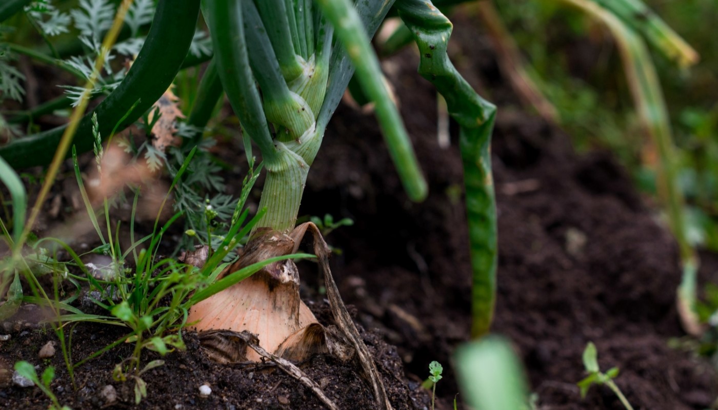 Лук-севок даст урожай в 2 раза больше, чем обычно: просто насыпаю в лунки это бесплатное удобрение